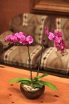long lasting phalaenopsis plant arrangement designed by St George UT florist My Favorite Flowers