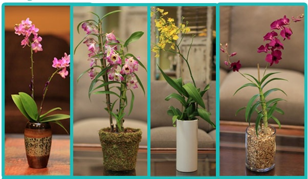 long lasting Orchid Plant Arrangements Please allow me to share with you 